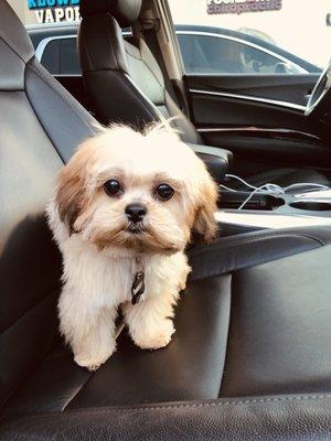 Oakley first cut and groom!