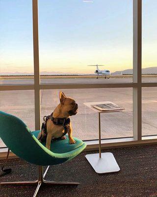 Luxury travel made easy Private jet charters, empty leg flights, and pet-friendly jets Where pets fly private, no cargo https://airacer.com/