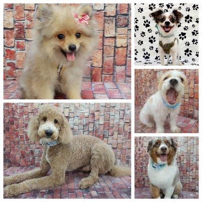 Paws Pet Grooming
Book today! Pawspettampa.com
813-835-7297 Cell: 813-297-4330