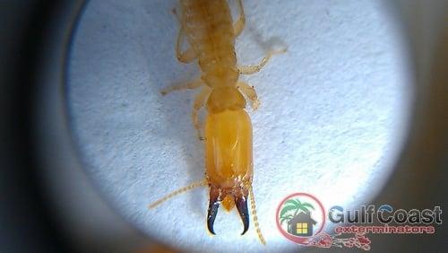 We are Houston termite control experts. Pictured, an Eastern Subterranean Termite Soldier.