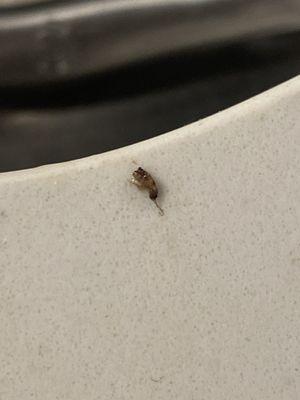 Bug I removed from my ramen.