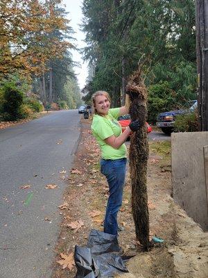 6"s in diameter and 6' long root intrusion.