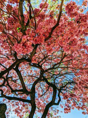 Pink jacaranda in bloom.. Feb 21, 2021