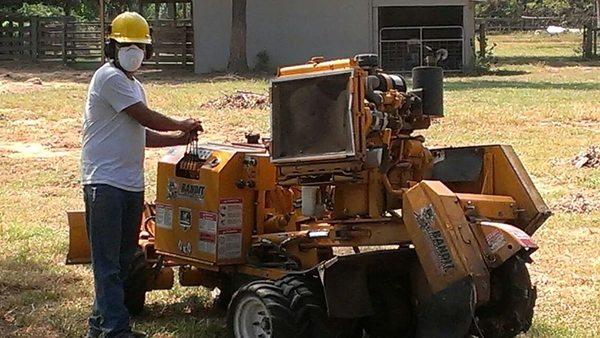 Stump grinding