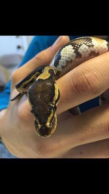 Ball Python