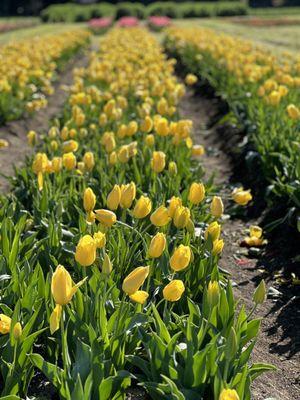 Tulip season. Pick and pay.