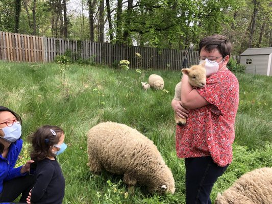 Friendly lambs and ewes from LambMowers.com visit a favorite client's lush backyard.