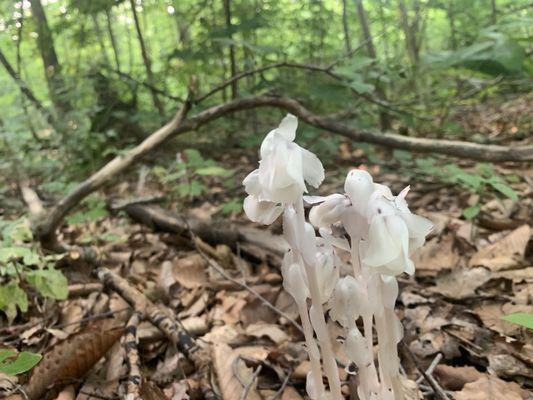 Ghost pipe