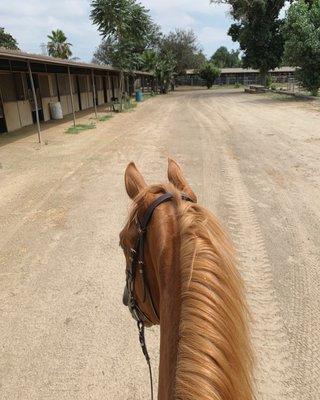 This facility is open and available to boarders. Plenty of rings for equestrians and trails nearby for trail riders.