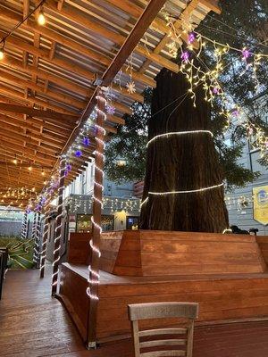 Patio under redwood trees