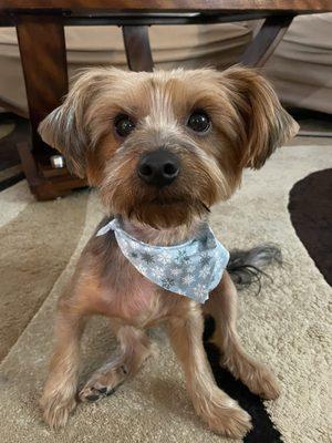 Rexie with his new bandana