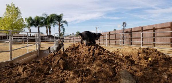 Cattle puppies learning ranch life.   Kitty and chicken freindly