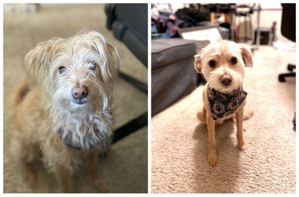 Wally before and after groom room.