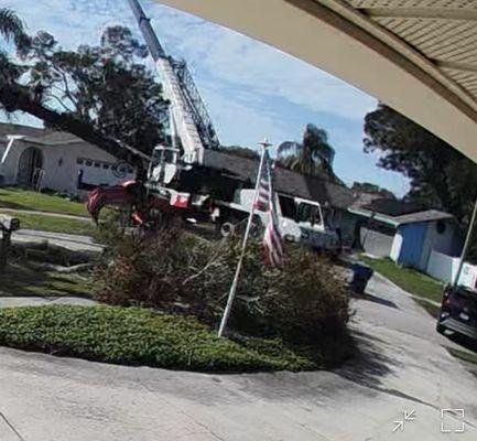 Pinellas Tree Service