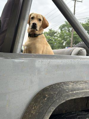 Sweet Duke waiting on dad to get his meal and share