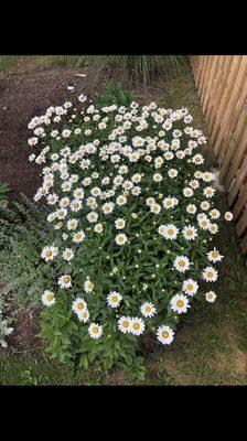 Shasta Daisies