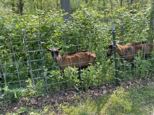 Goats on property.