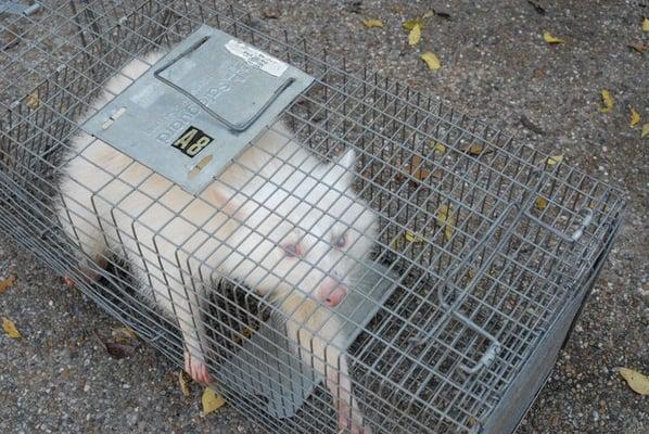 Albino Raccoon