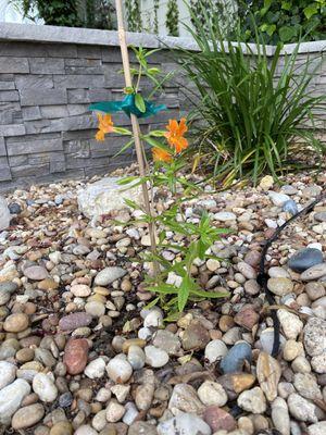 Sticky Monkey Flower-CA native