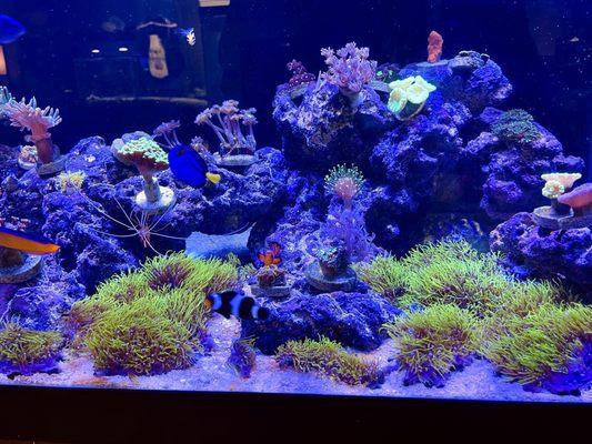 Bad photo, great GSP colony from Aqua Lab Aquaria. Coral is happy and healthy