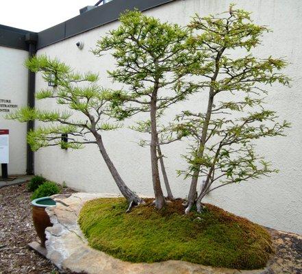 A Bald Cypress (Taxodium distichum) forest bonsai  - photographed in 2011