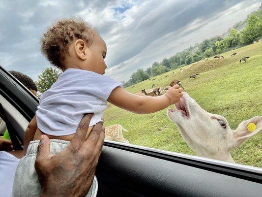 Drive-through safari