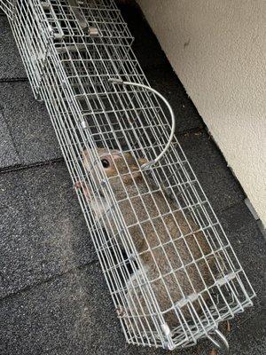 Noices in the attic, possibly squirrels.  This guy was removed and relocated.