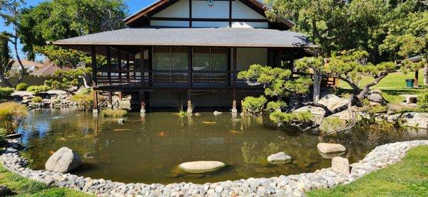 Koi pond