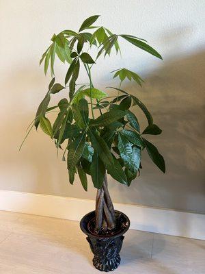 Money tree plant