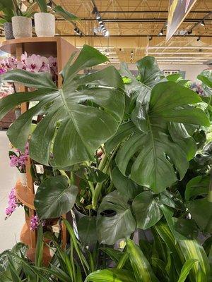 Phenomenal indoor tropical plant selection!