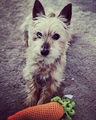 He loves cat toys!