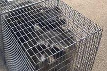 Humanely trapped racoons for removal - America's Wildlife & Pest Control