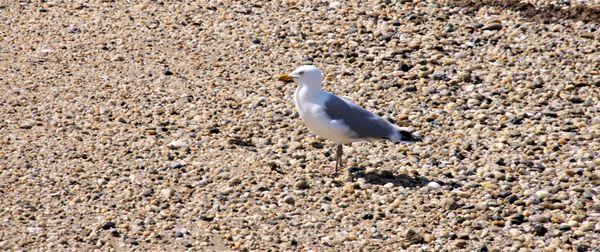 The lonely seagull