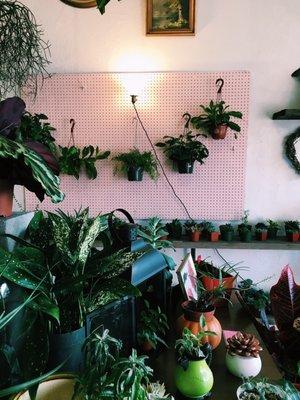 Plants galore (on a Millennial pink backdrop)