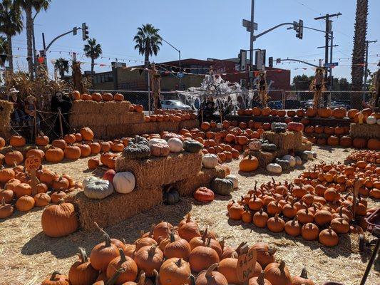 Lots of pumpkins!