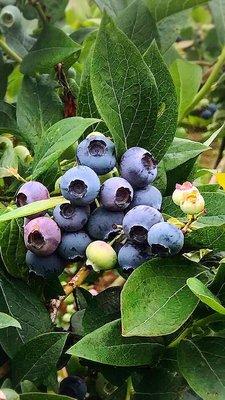 Blueberries