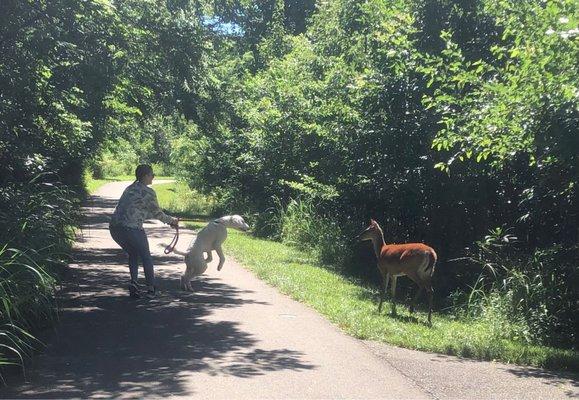 Wild life walking the trail.