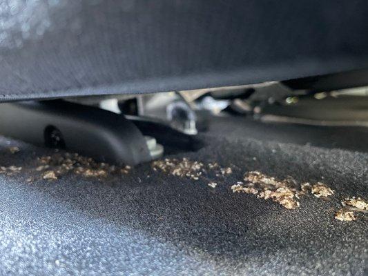 NASTY HERTZ - ant infestation under the back seat. They blamed me for this and charged me $400. I had the car for 1 day.