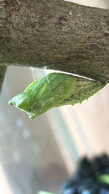 Black Swallowtail chrysalis