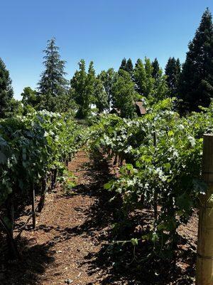 Beautiful vineyards