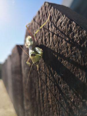 Praying mantis hanging off of my gate.