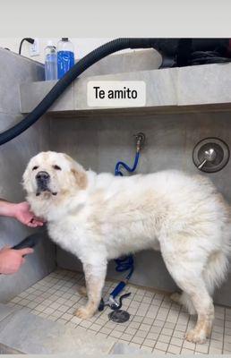 Dog Wash