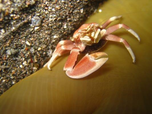 Porcelin Crab