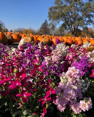 Stocks and pumpkins