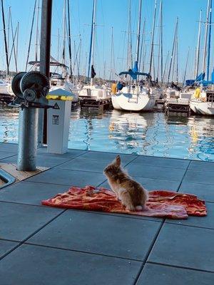 Marson the yacht bunny