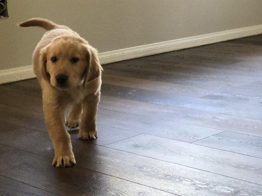 Cortec Vinyl floors approved by Hudson!