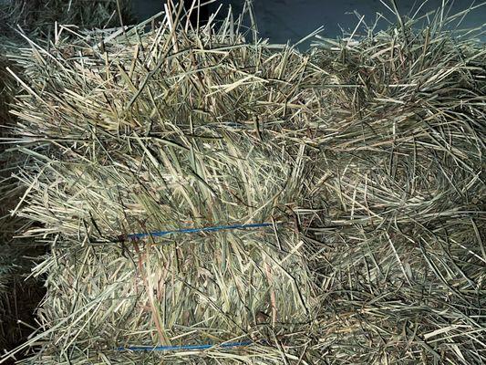 Orchard grass hay