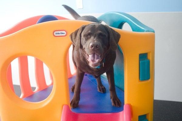 Guinness loves the lounge at Dogtopia!