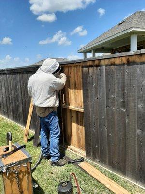 Houston Bee Removal