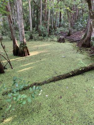 Creek biodiversity